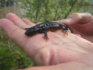 A nice female great crested newt, note the orange toes!