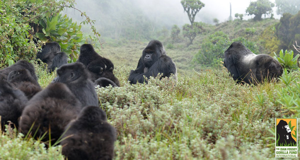 Grauer’s Mountain gorillas in Congo