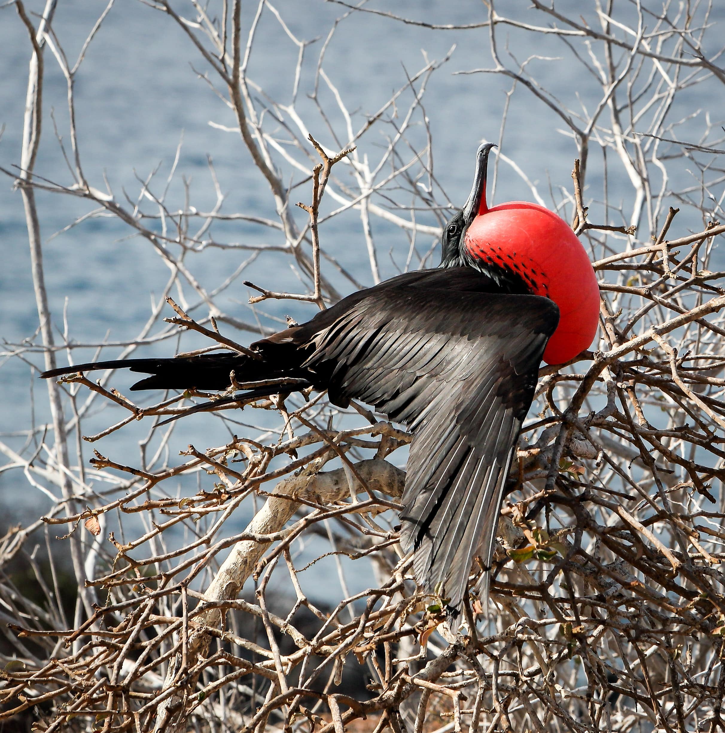 Frigate bird of the Galapagos Islands