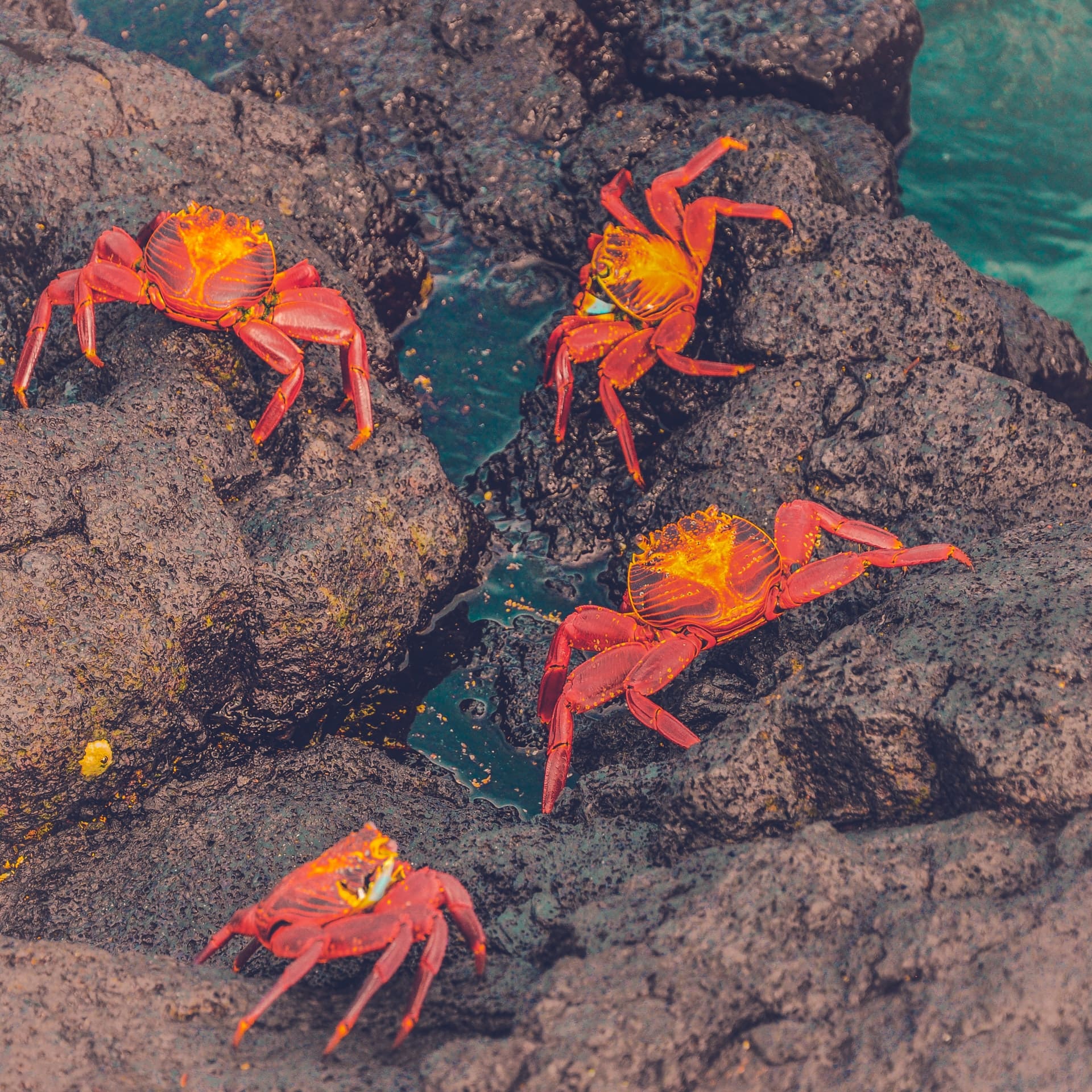 Crabs on the rocks of the Galapagos Islands