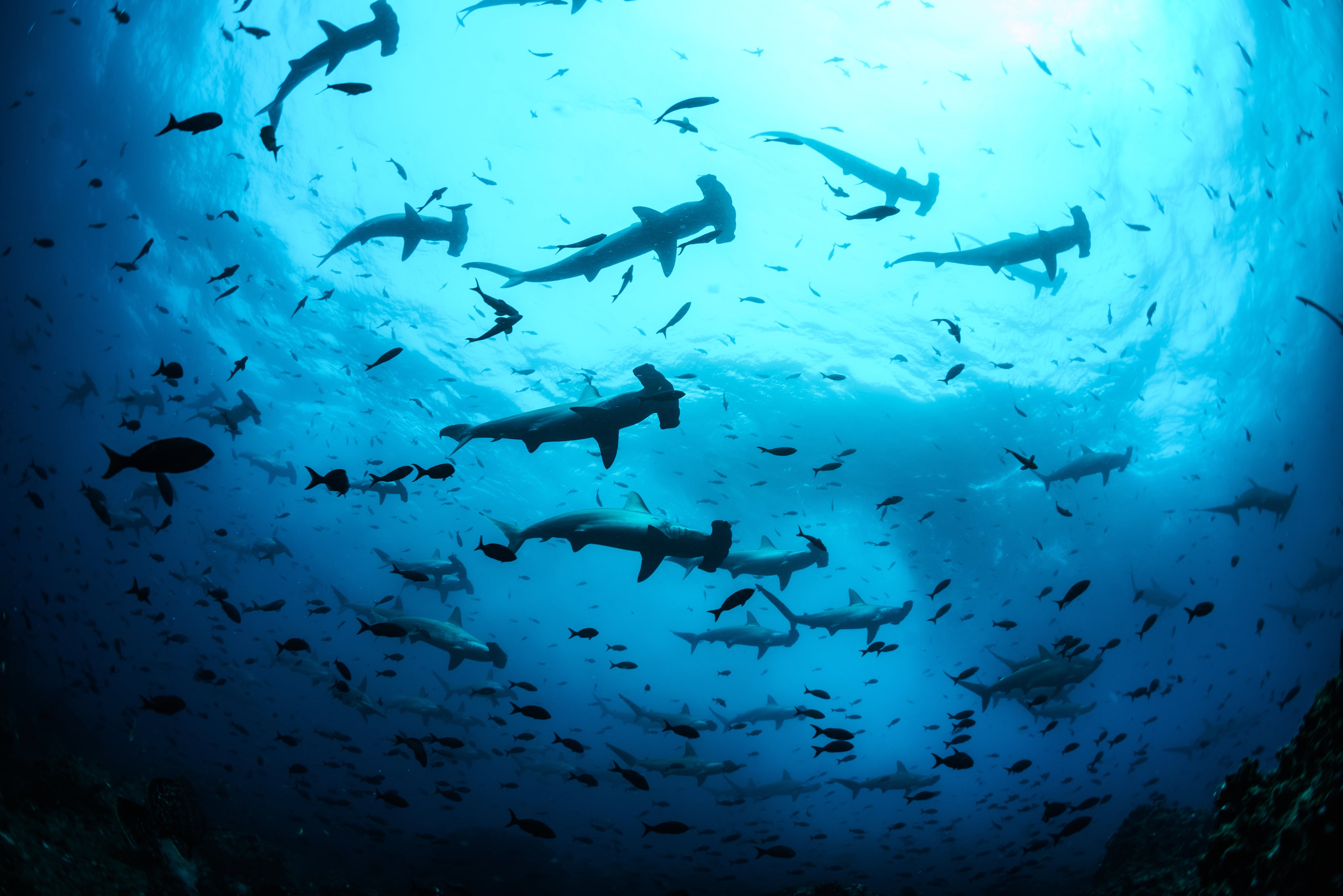 Scalloped hammerhead sharks Galapagos © Simon Pierce-min